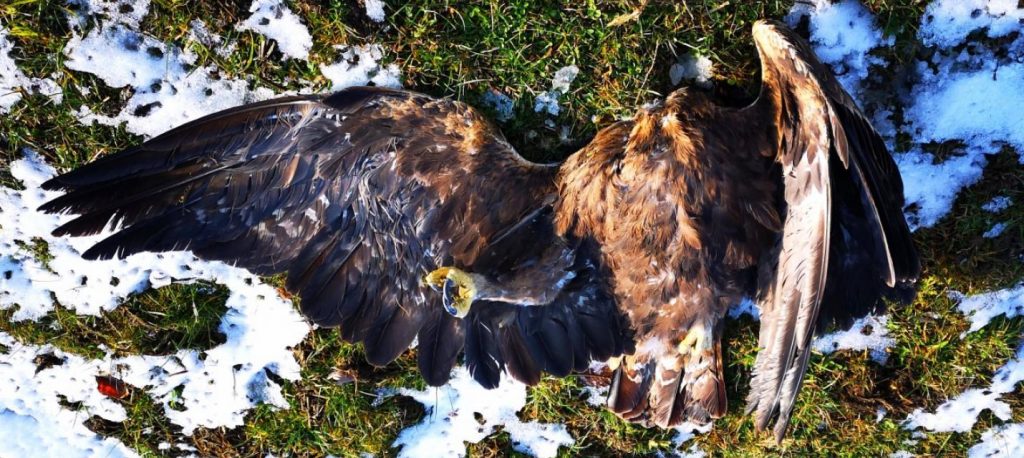 (c) BirdLife Suisse